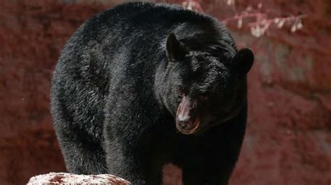 Connecticut bear helps itself to 60 cupcakes from bakery, scares employees